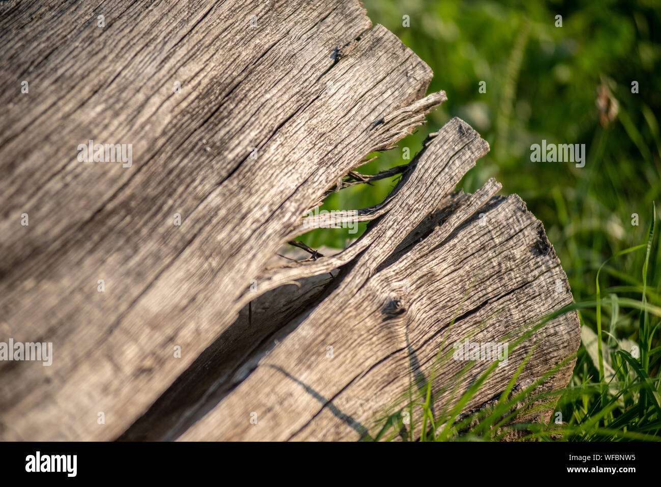 Split log Stock Photo