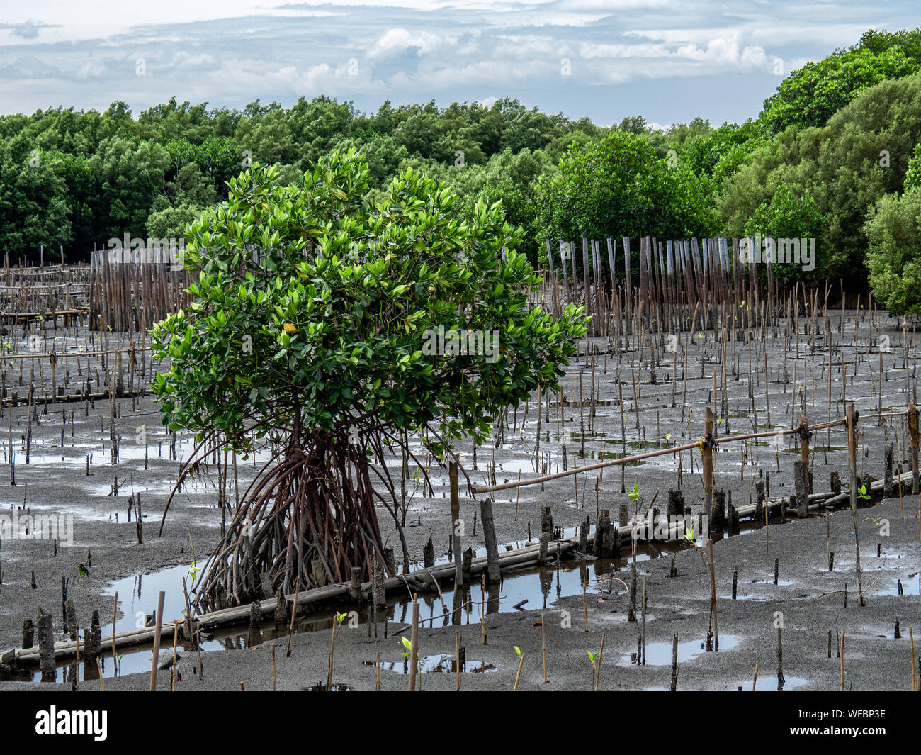 Mangrove Planting High Resolution Stock Photography And Images Alamy