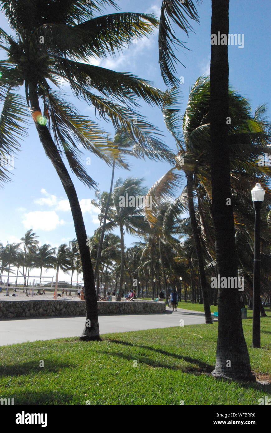 Palm Tress In Breeze Stock Photo
