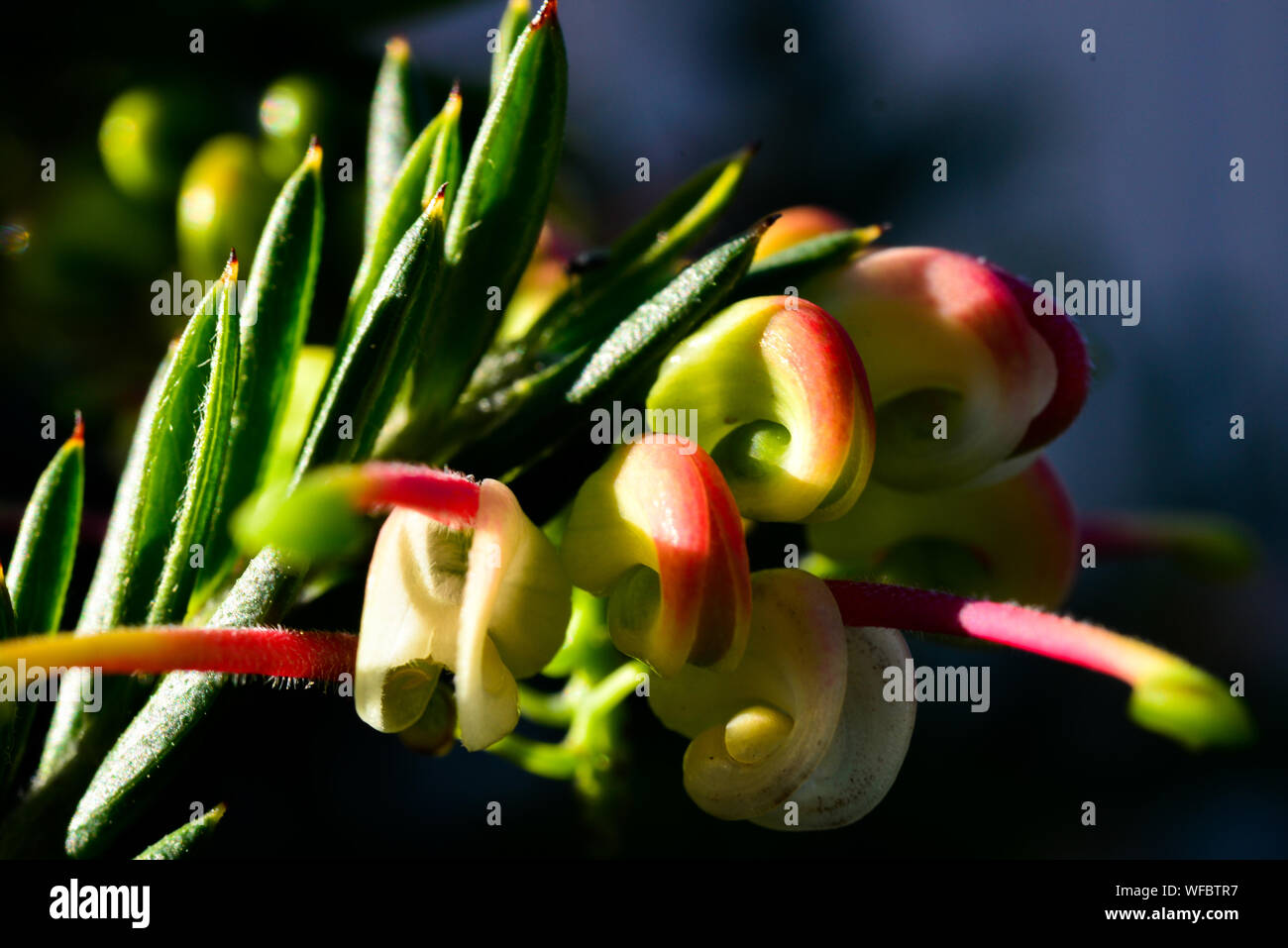 Red Pink White Cream Yellow Grevillea Flower with Green Leaves Stock Photo