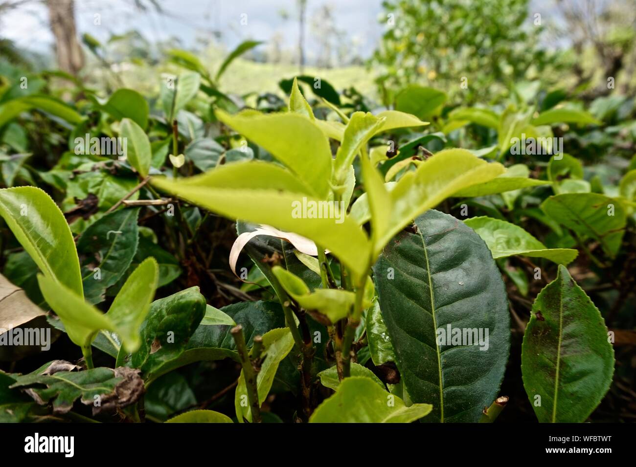 Close-up Of Tea Plants Stock Photo