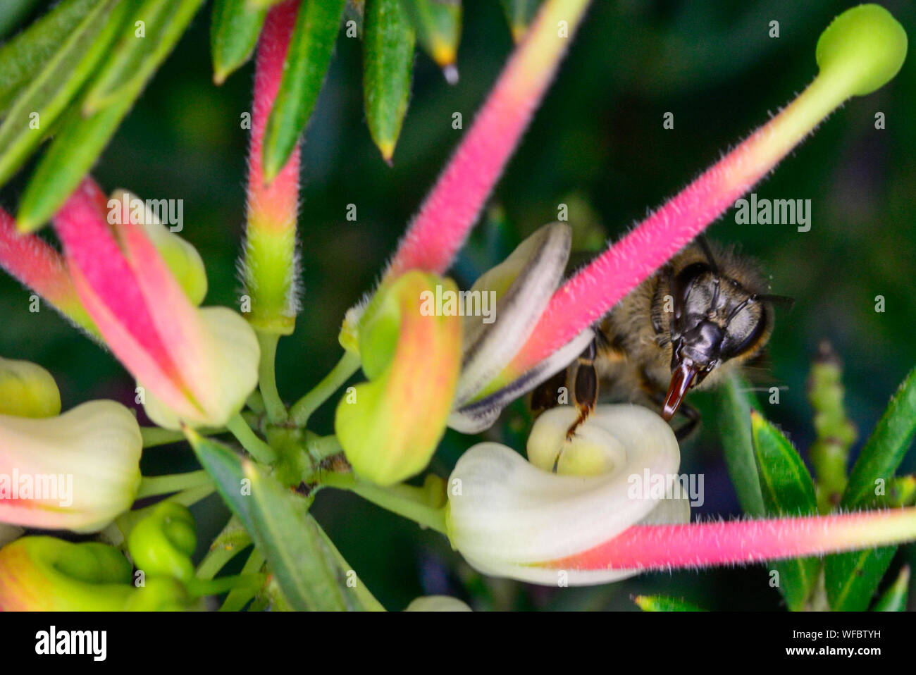 Close up of bee & tongue collecting honey on Native Australian Grevillea Flower Stock Photo