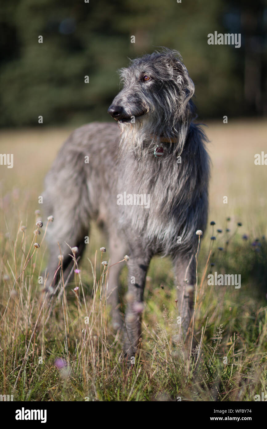 VINTAGE SCOTTISH DEERHOUND BOOK SCOTTISH DEERHOUND HOW TO RAISE