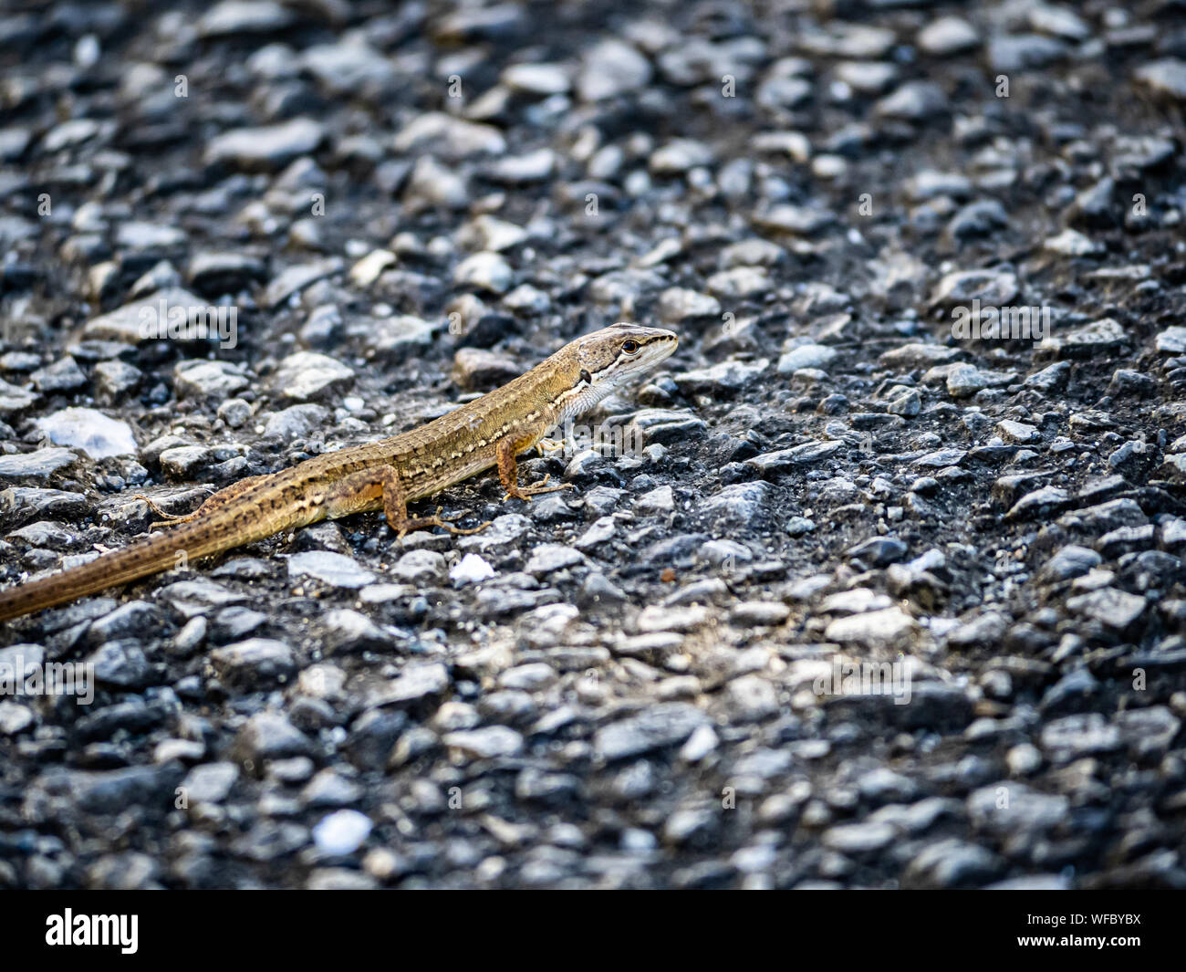 A Japanese grass lizard, Takydromus tachydromoides, scurries across a walking path in Yokohama, Japan. Stock Photo