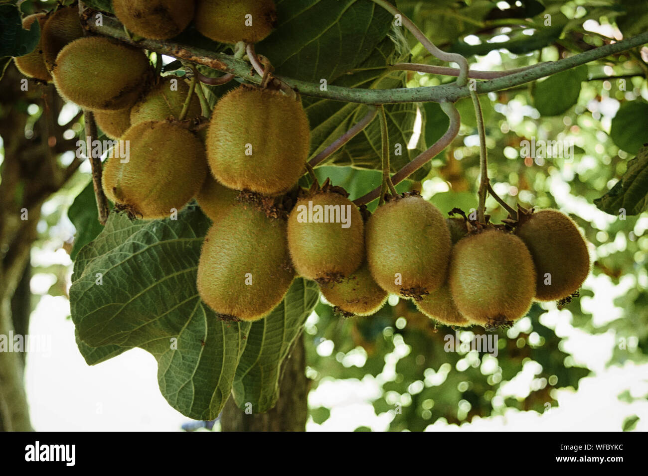 Kiwis Growing High Resolution Stock Photography and Images - Alamy