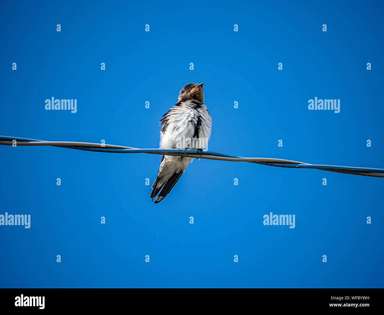 A Japanese Barn Swallow Hirundo Rustica Gutturalis Perches - 
