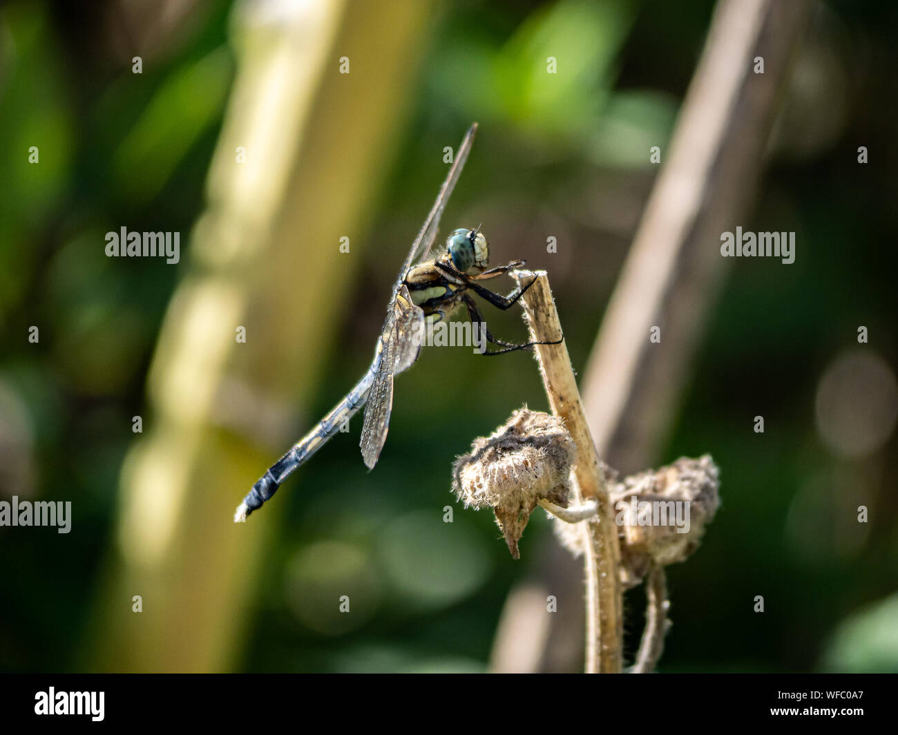 Japanese Reed Stalk A Japanese white-tailed skimmer, Orthetrum albistylum, rests on the end ...