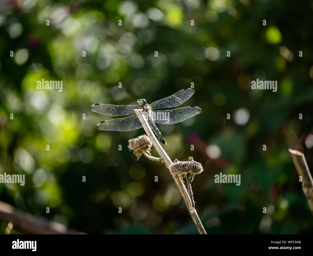 Japanese Reed Stalk A Japanese white-tailed skimmer, Orthetrum albistylum, rests on the end ...