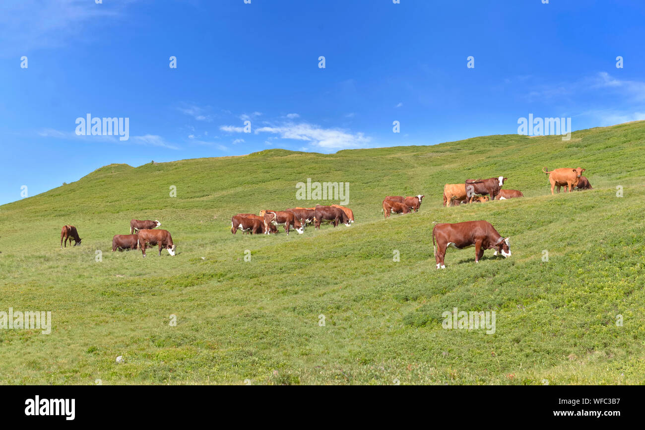 livestock of brown dairy cows in greenery alpine pasture under bleu sky ...