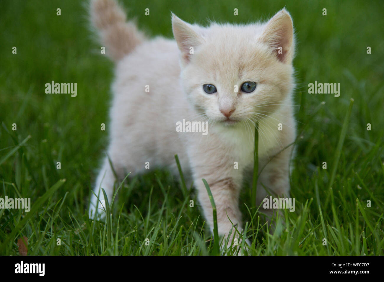 adorable fluffy kitten Stock Photo