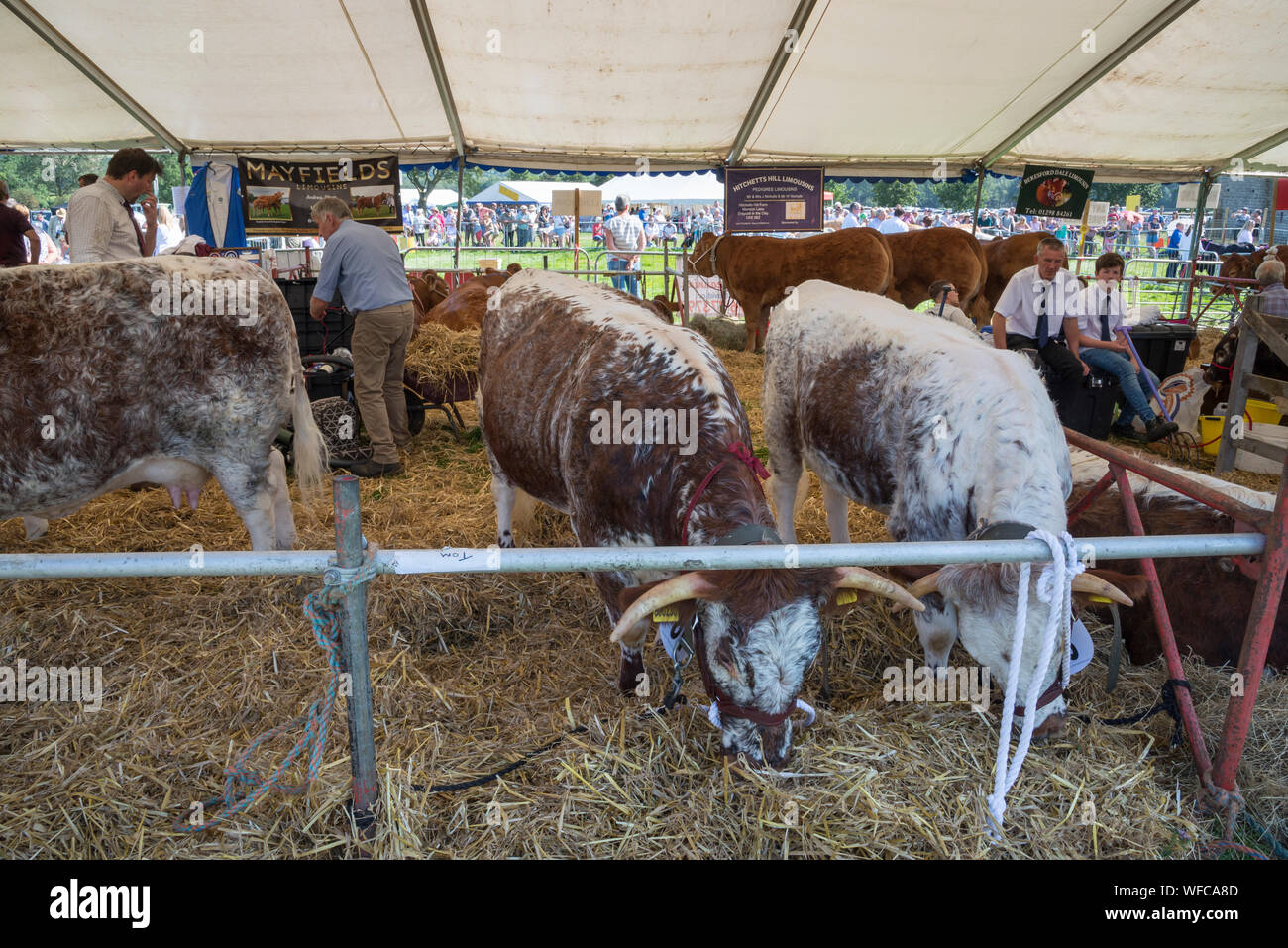 Hope Show on the August bank holiday 2019 in Derbyshire, England. Cattle in the shade of the marquee. Stock Photo