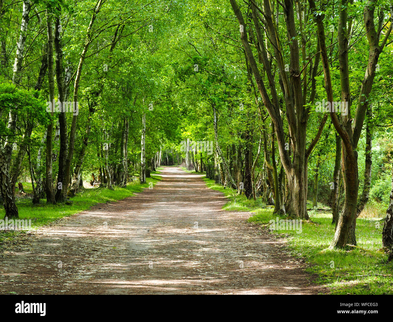 Lane through trees in dappled summer sunlight at Skipwith Common National Nature Reserve, North Yorkshire, England Stock Photo