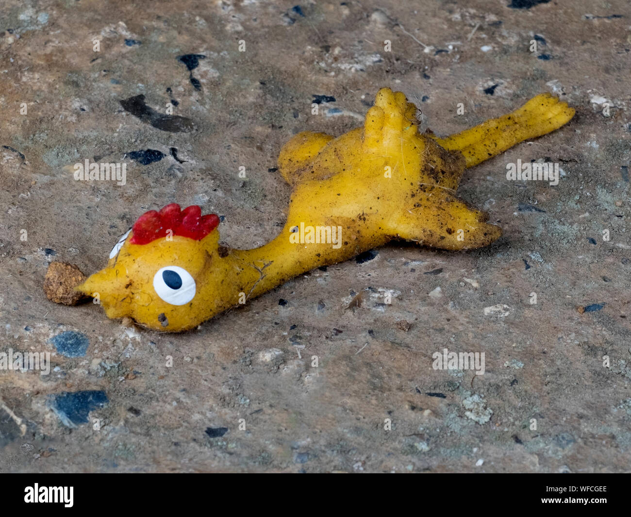 Discarded or lost, but funny small toy rubber chicken spotted underneath a seat on the clifftop. Stock Photo