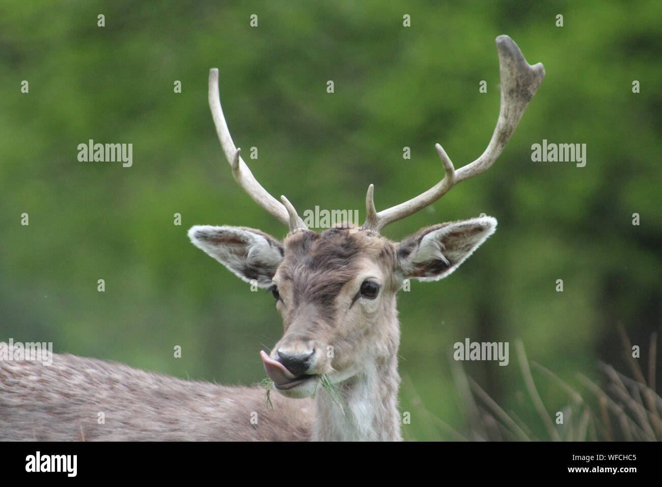 Deer Sticking Out Tongue While Standing Outdoors Stock Photo Alamy