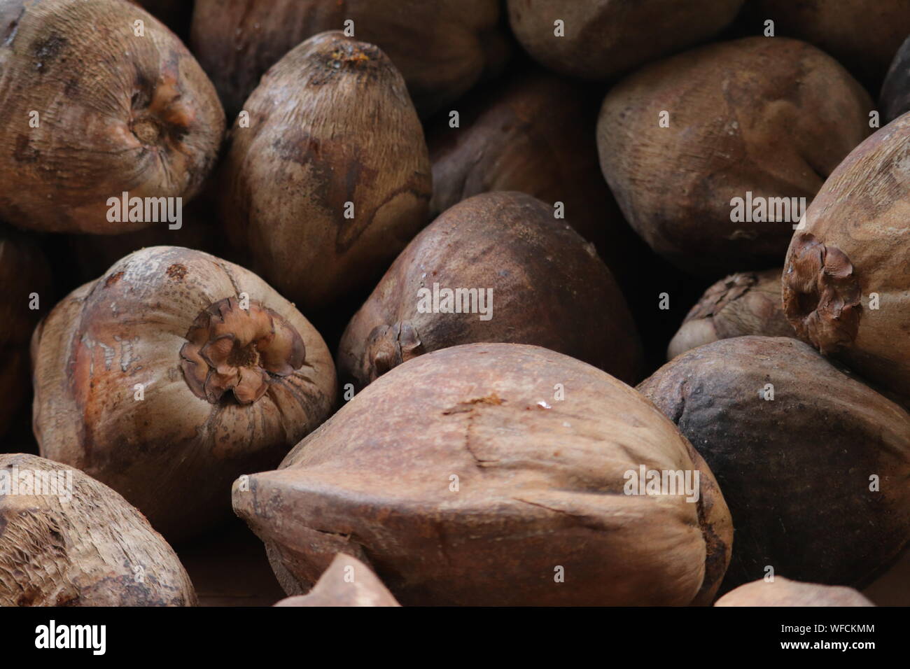 Old dry coconut in the floor resting after fallen from the tree Stock