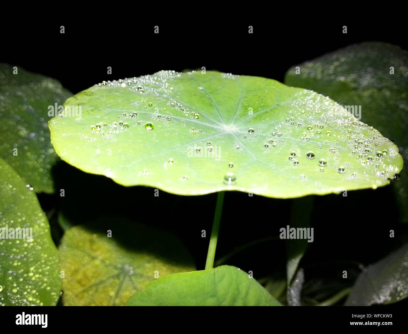 Water lotus leaf hi-res stock photography and images - Alamy