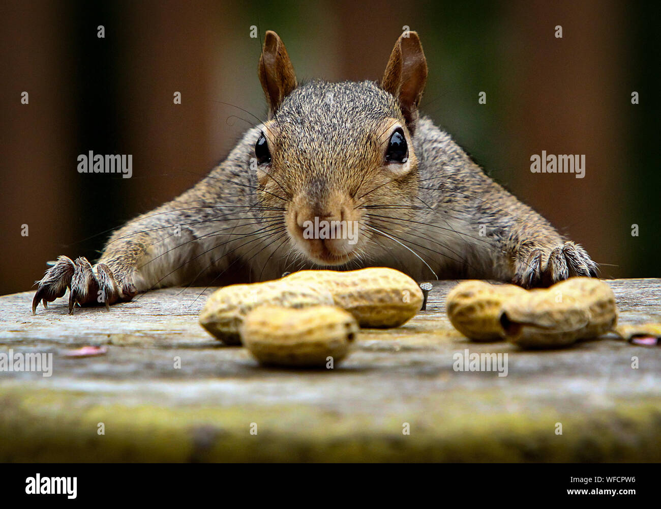 Squirrel peanuts hires stock photography and images Alamy