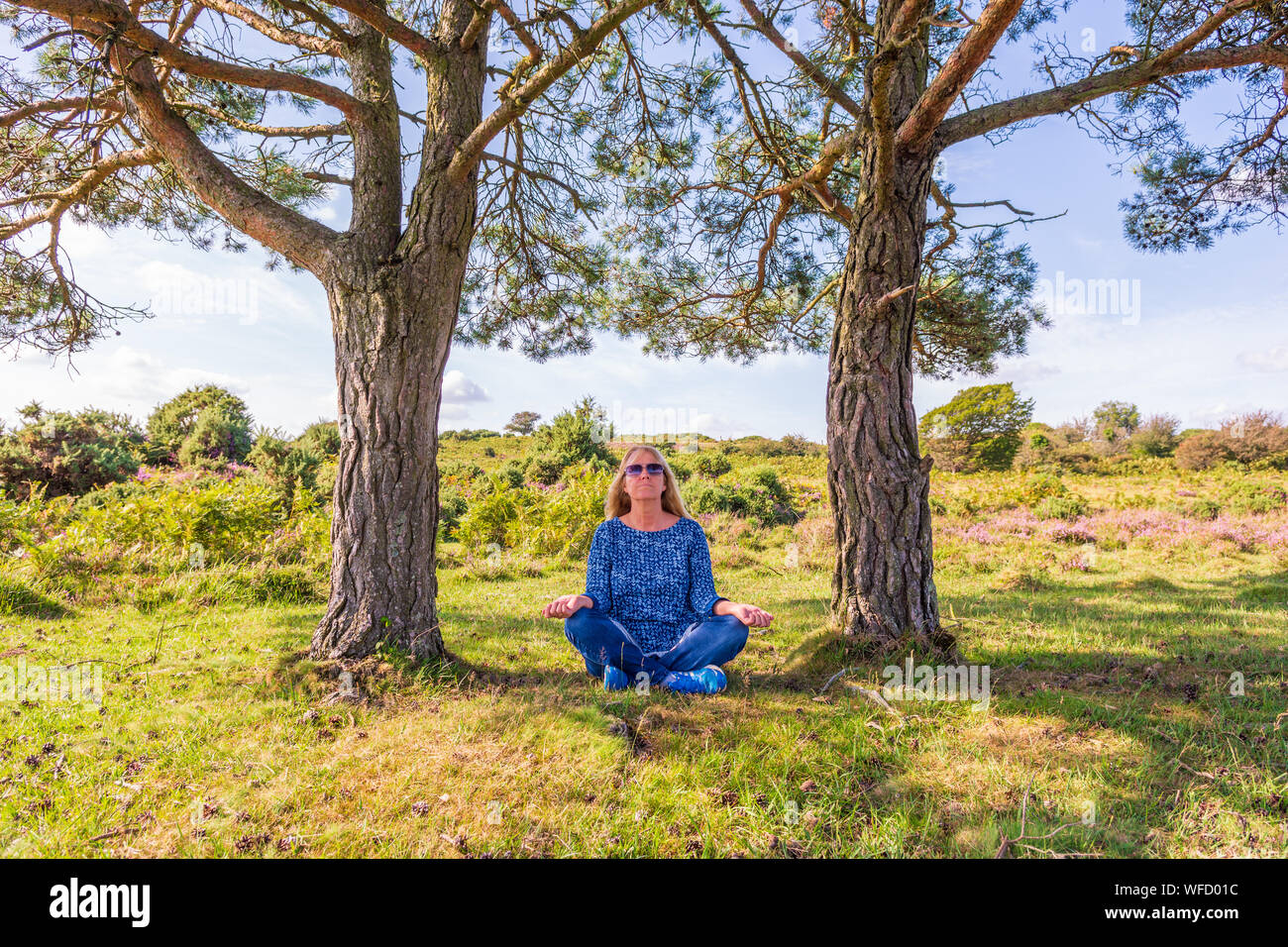 Woman sitting in a cross-legged yoga position outdoors between two fir trees in summer in the New Forest national park, Hampshire, England, UK Stock Photo