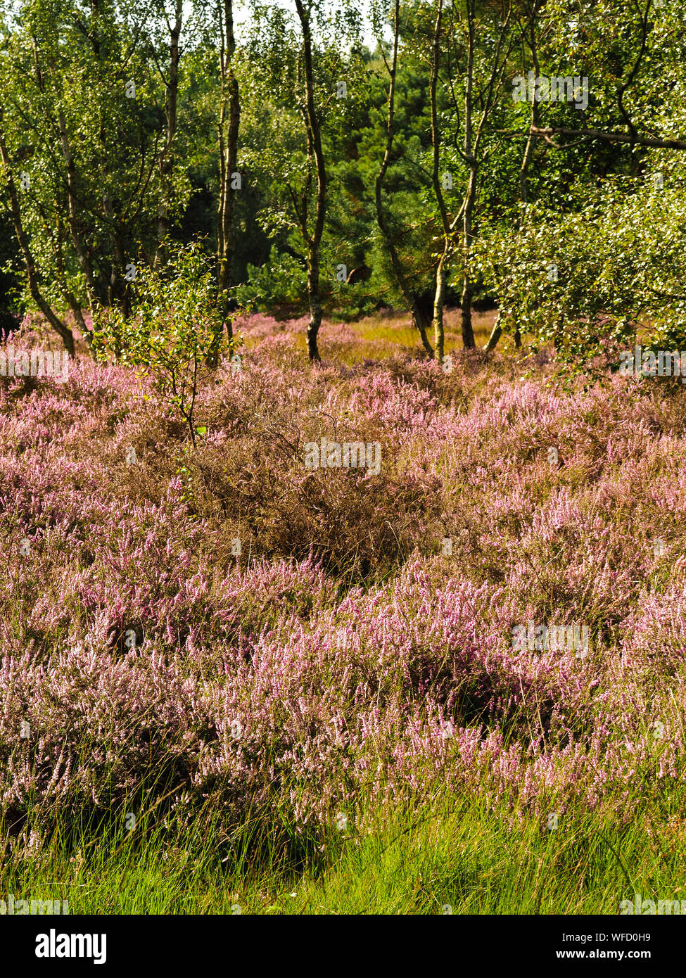 Heather flowering at Skipwith Common National Nature Reserve, North Yorkshire, England Stock Photo