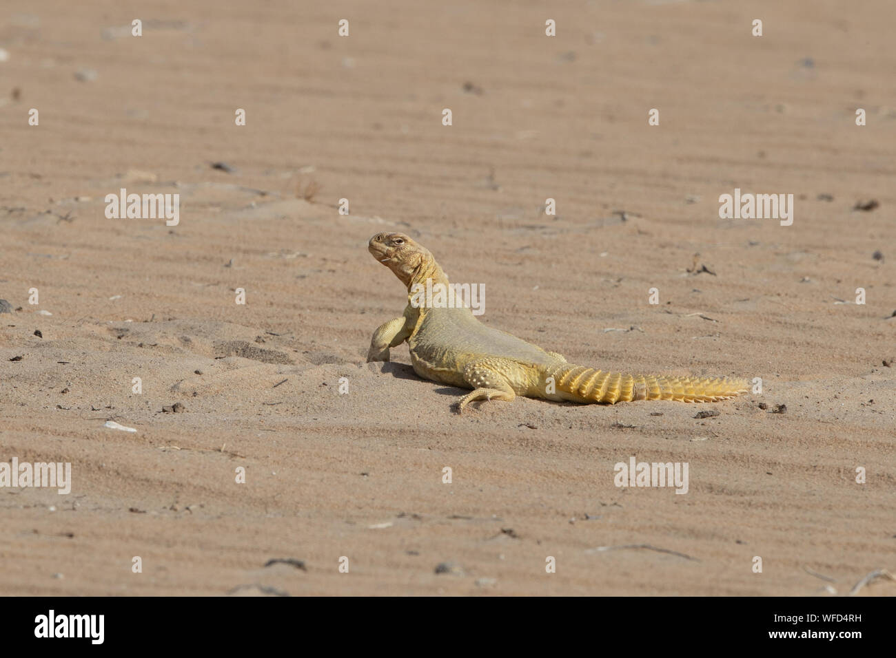 Kuwait Lizard Spiny tailed lizard hi-res stock photography and images - Alamy