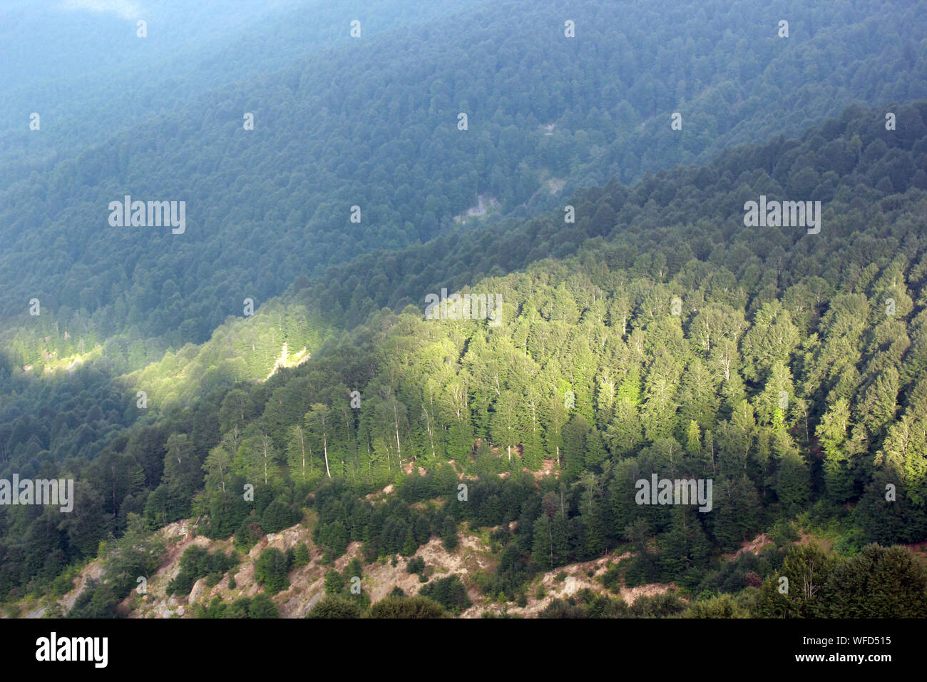 Pine tree in the fog Stock Photo - Alamy