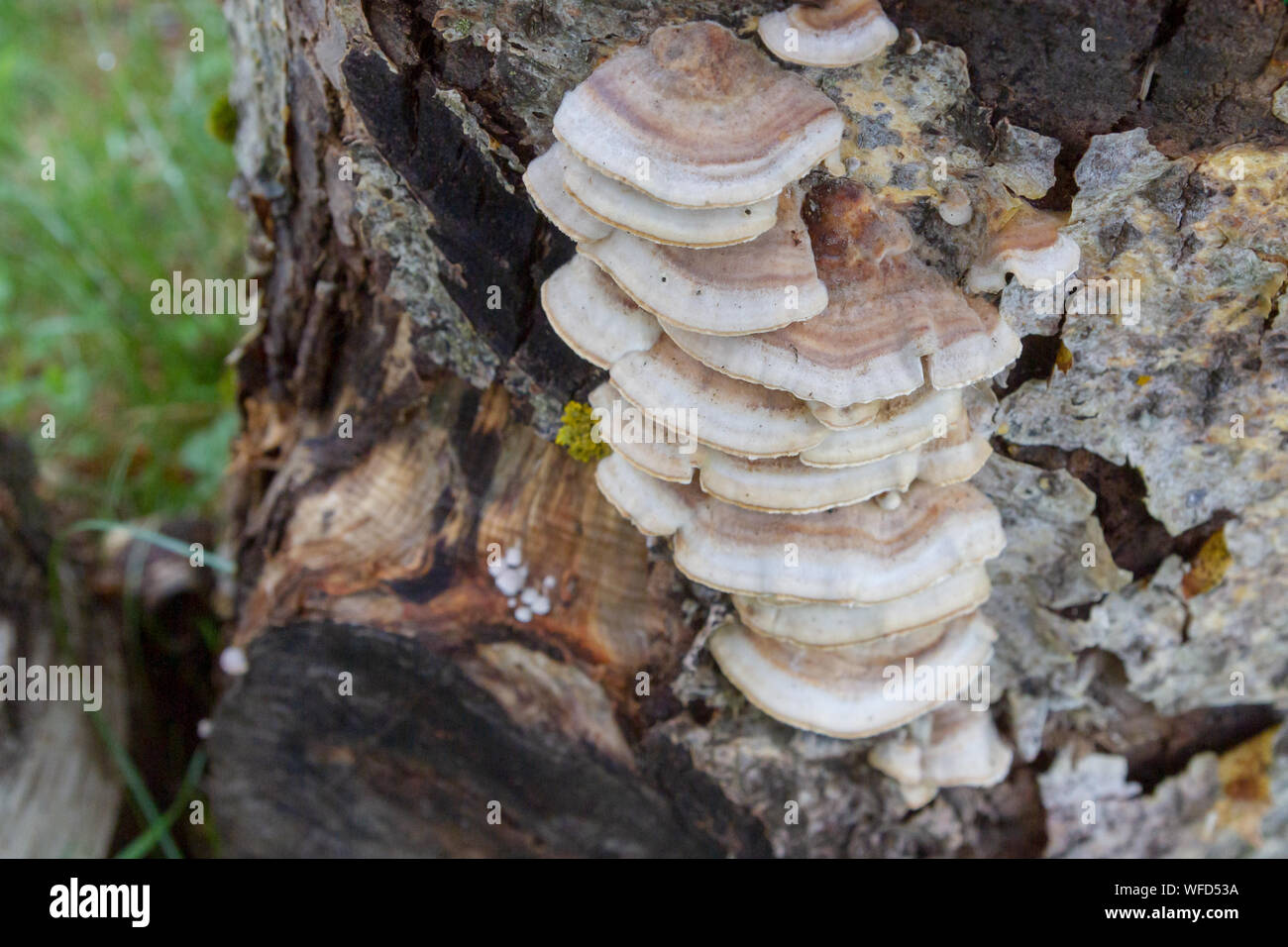 Mushrooms and bark on the tree in early spring Stock Photo Alamy