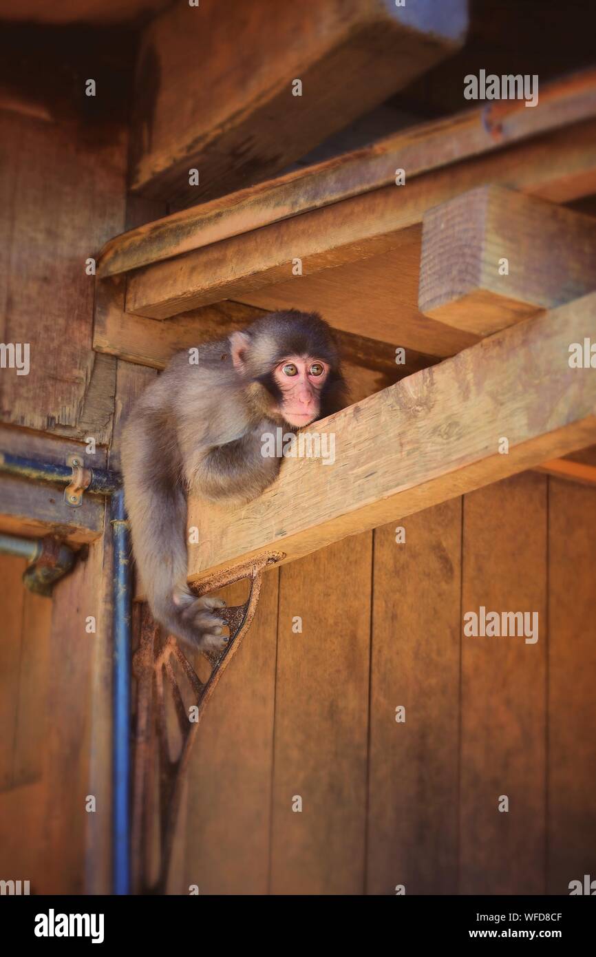 Low Angle View Of Monkey Sitting On Wood Structure Stock Photo