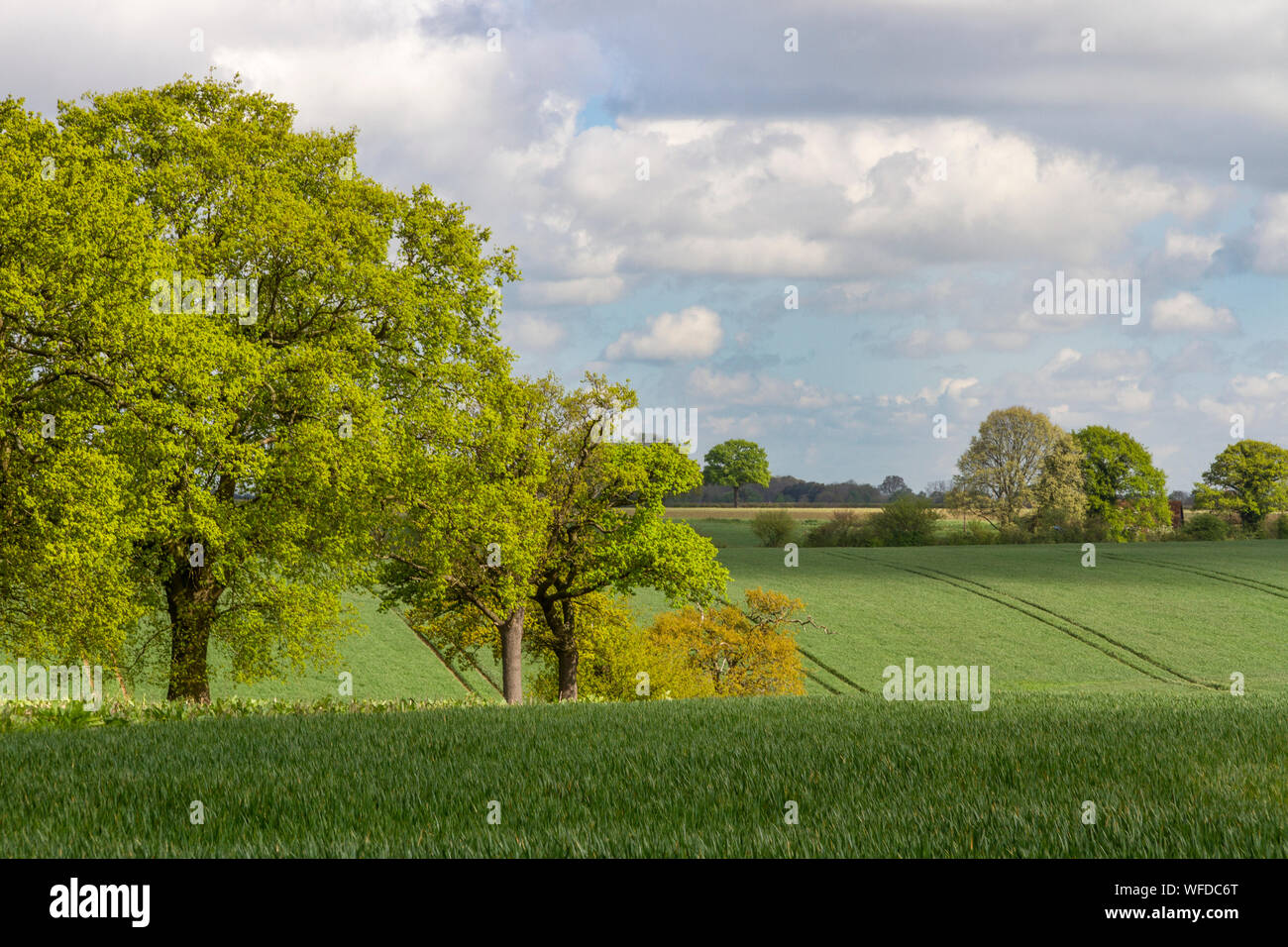 Landscape scene, Little Maplestead, Essex. UK Stock Photo