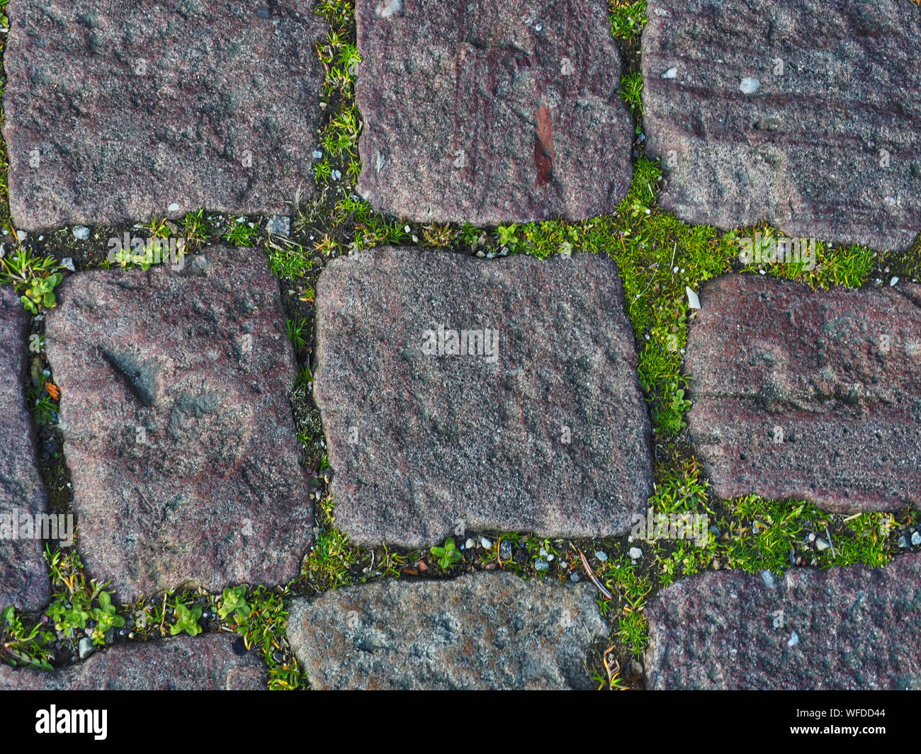 Grass And Moss Growing Between Cobble Stones Stock Photo