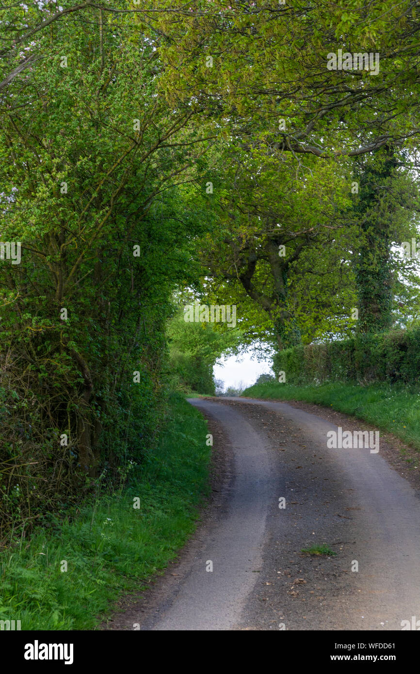 Country lane, Little Maplestead, Essex, England, UK Stock Photo Alamy