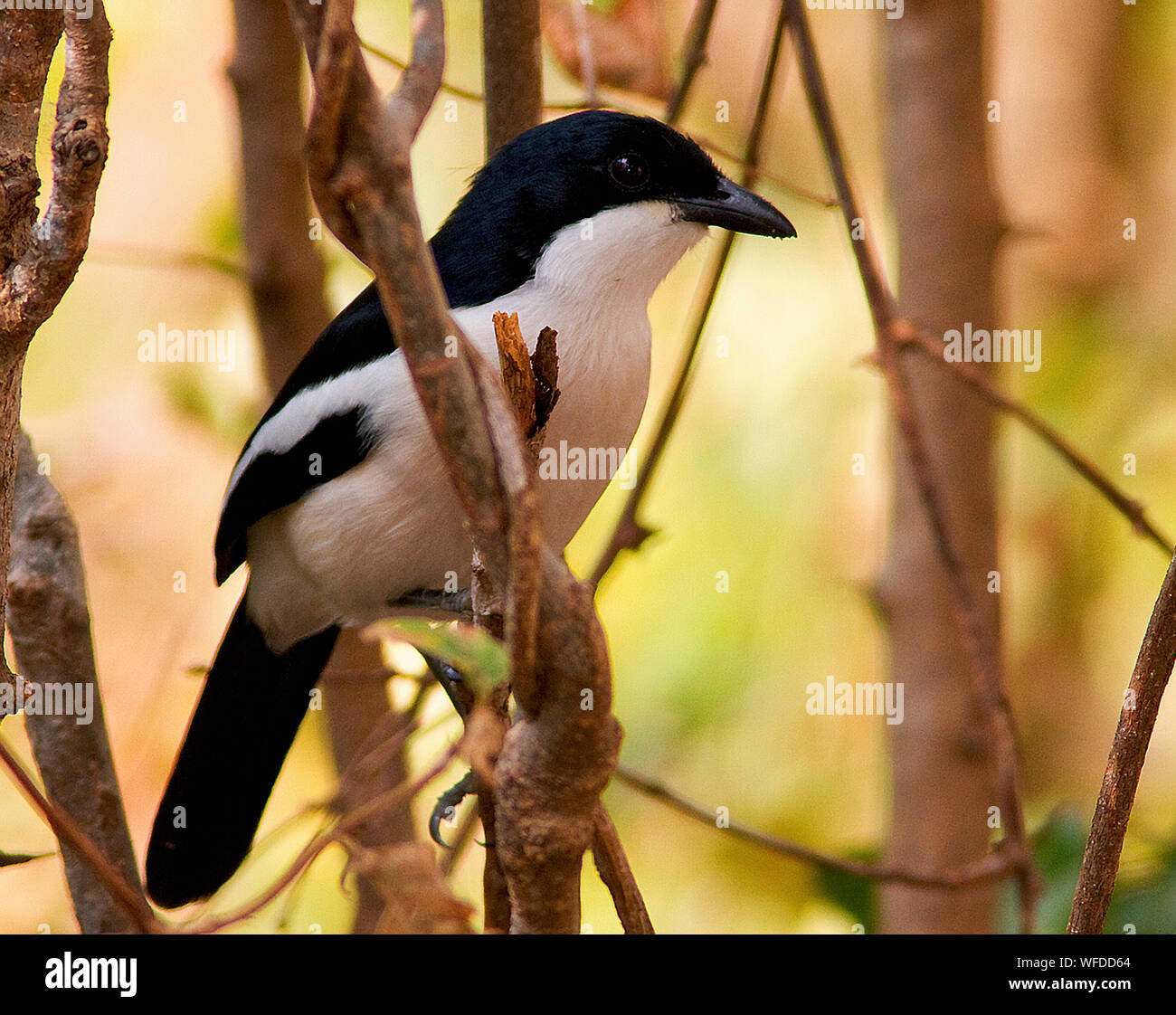 The Tropical Boubou is a strikingly marked black and white bird,slightly larger and chunkier than other members of the family. They have loud, farcarr Stock Photo