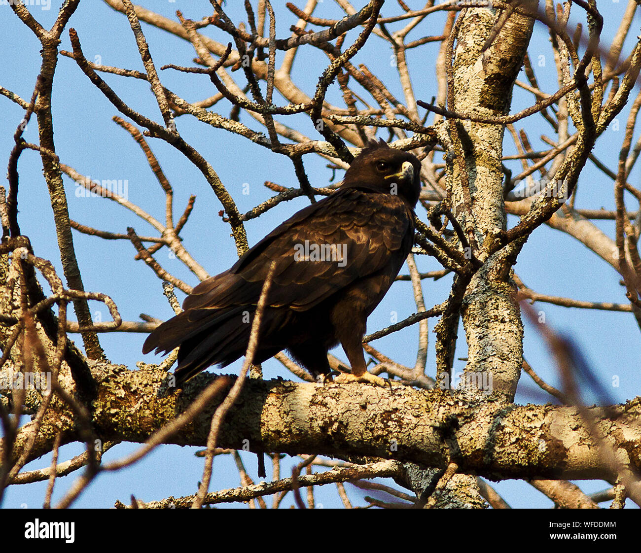 Smallest of the brown African eagles, the Wahlberg's Eagle is an Intra-African migrant that has a wide variety of colour variations from dark chocolat Stock Photo