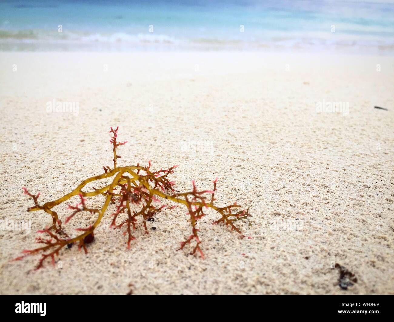 Close-up Of Sea Weed On Beach And Sea Stock Photo