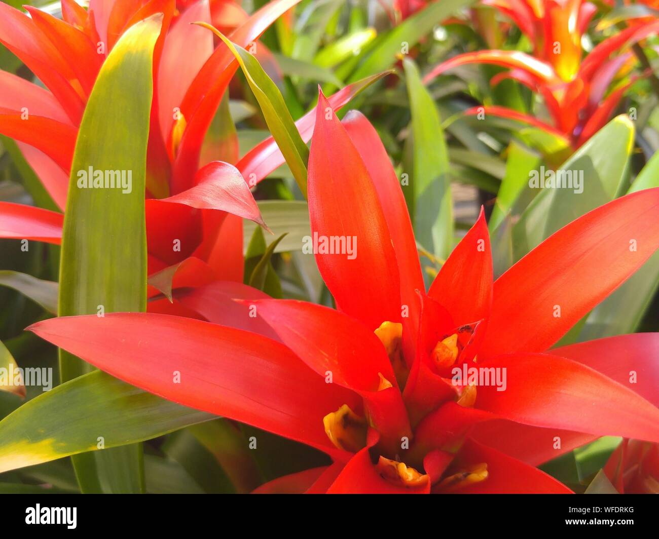 Close-up Of Bromeliaceae Plants Stock Photo