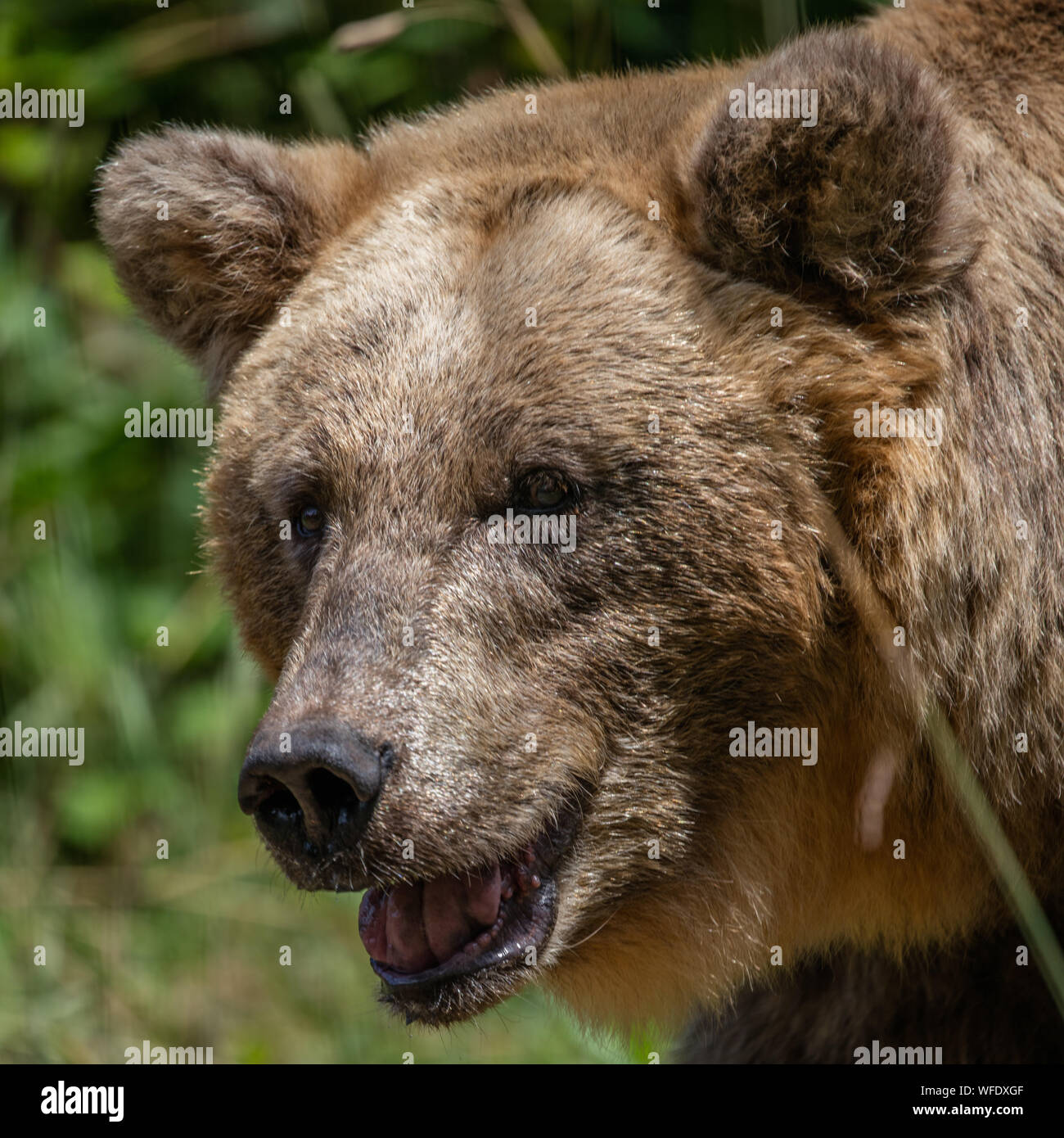 Bear at the Alternative Wolf and Bear Park Black Forest, Germany Stock Photo Alamy Bear at the Alternative Wolf and Bear Park Black Forest, Germany Stock Photo Alamy