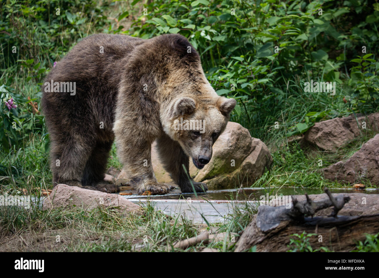 Bear at the Alternative Wolf and Bear Park Black Forest, Germany Stock Photo Alamy Bear at the Alternative Wolf and Bear Park Black Forest, Germany Stock Photo Alamy