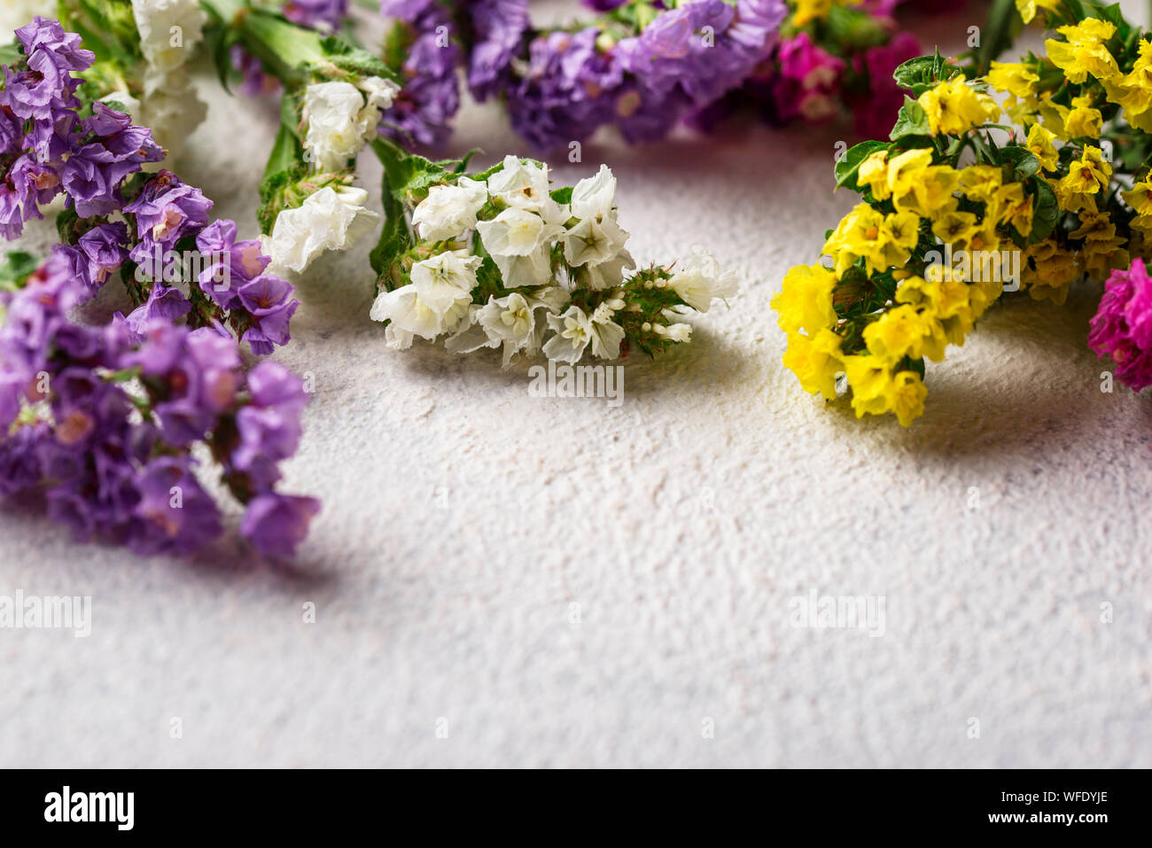 Colorful Limonium flower on white background Stock Photo