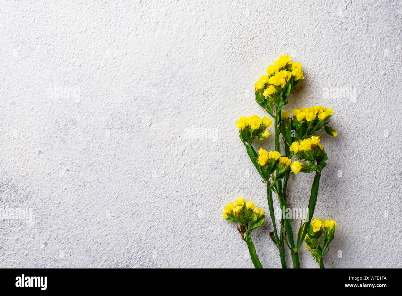 Yellow Limonium flower on white background Stock Photo