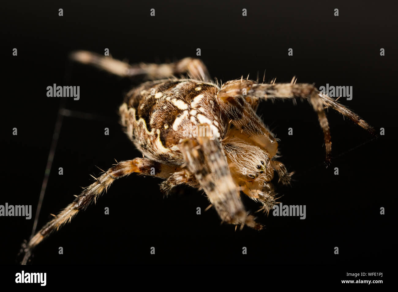 European garden spider Stock Photo - Alamy