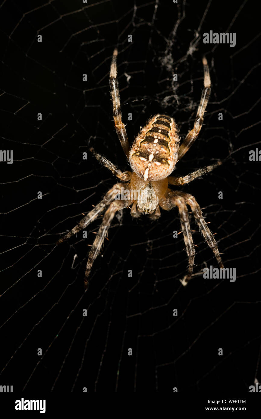 European garden spider Stock Photo - Alamy