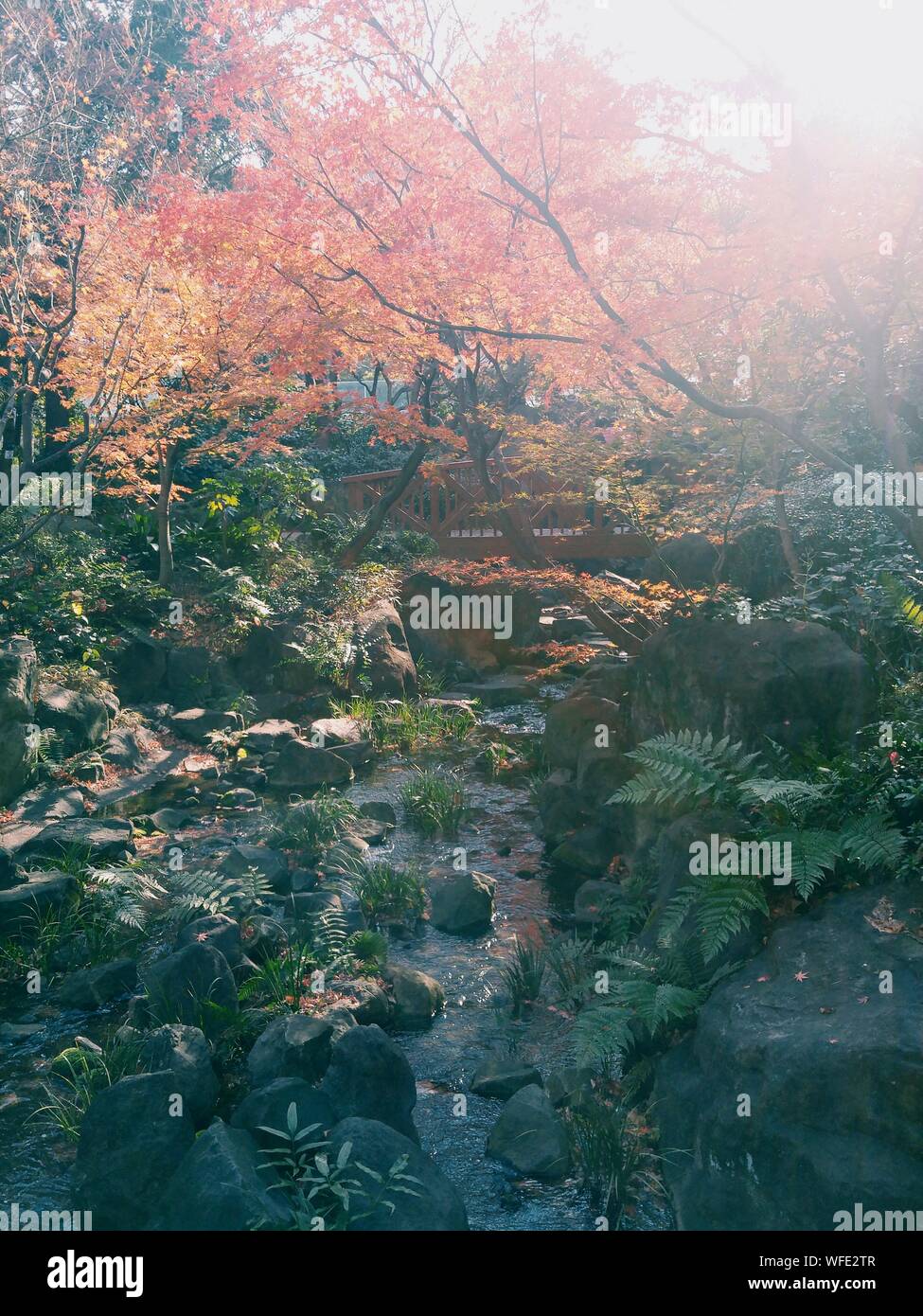Autumn Trees Growing In Forest Stock Photo