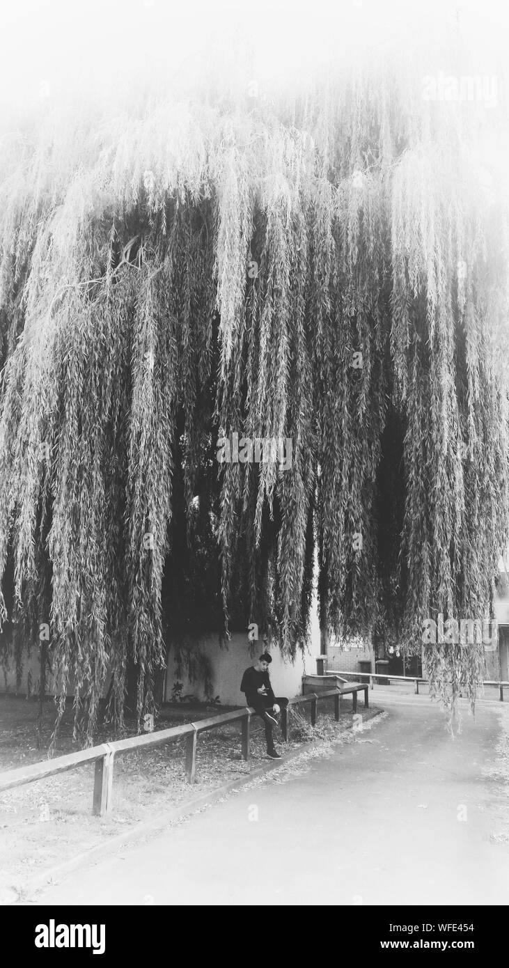 Man Sitting On Railing Below Willow Tree By Street In City Stock Photo