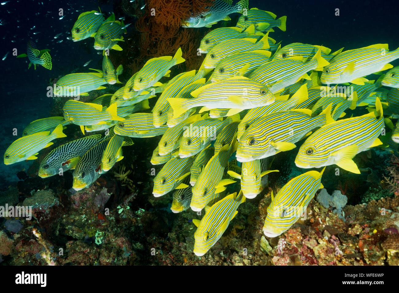 Ribbon sweetlips, Plectorhinchus polytaenia, Raja Ampat Indonesia. Stock Photo