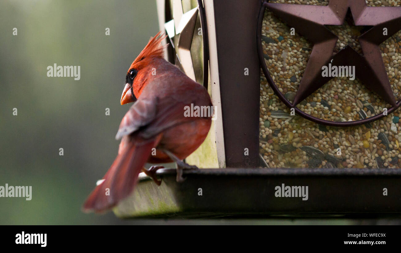 Star Shape Bird Feeder Stock Photos Star Shape Bird Feeder Stock