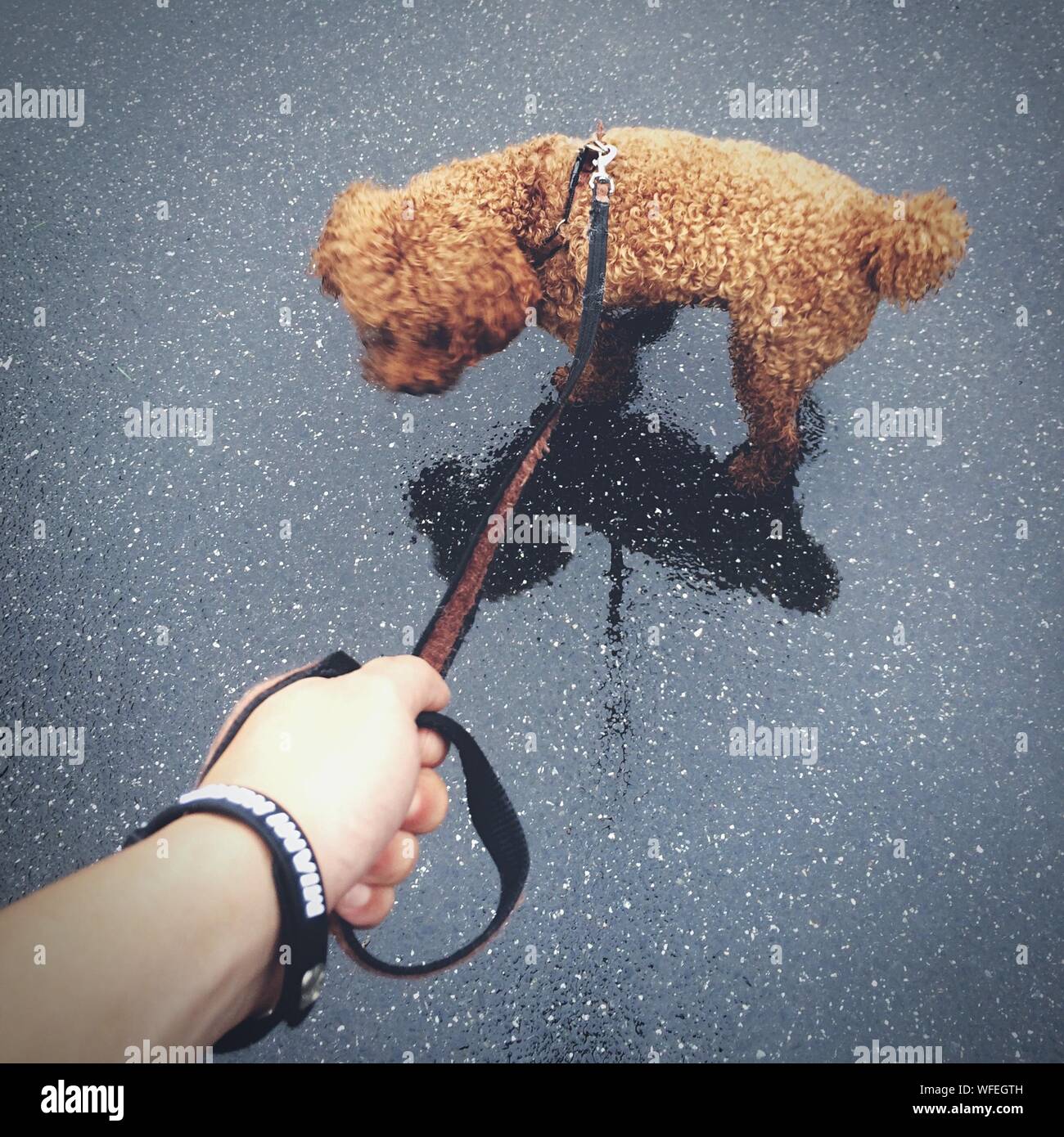 hand holding leash