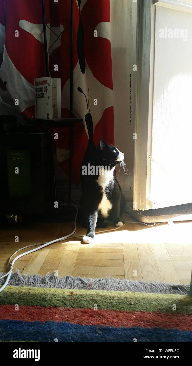 Domestic Cat On Hardwood Floor Looking Away Stock Photo Alamy
