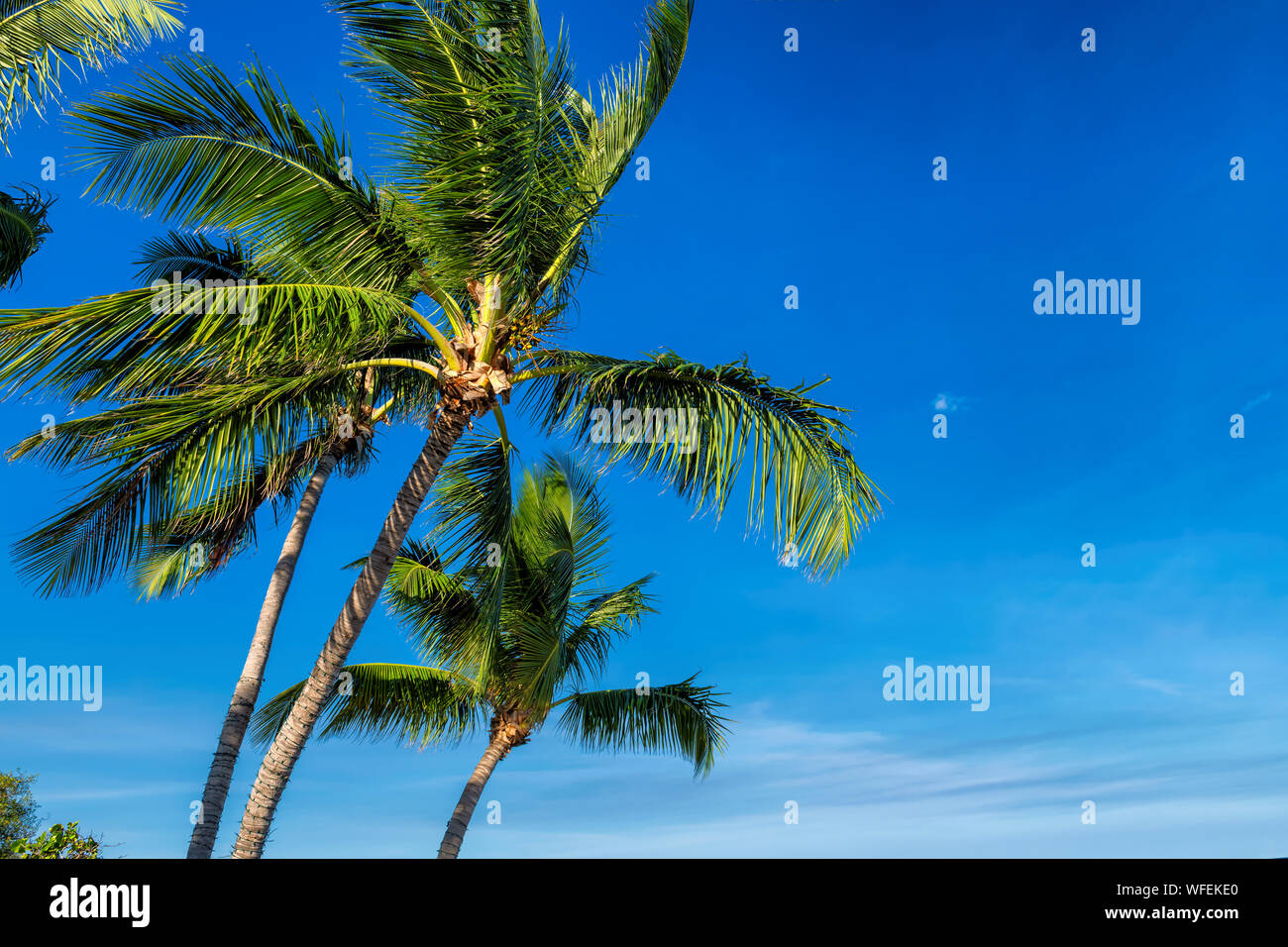 Coconut palm trees at sunset Stock Photo