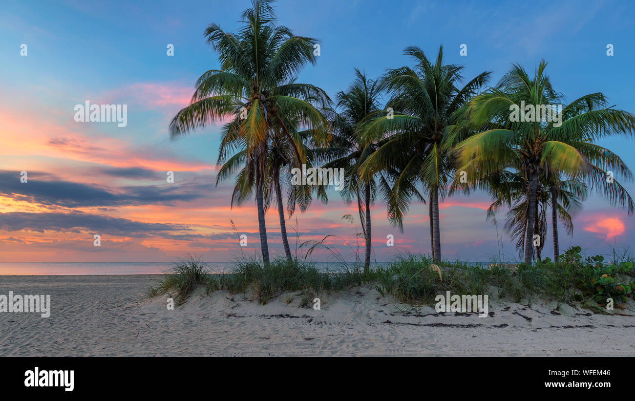 Palm trees at Sunrise by the ocean beach in Key Biscayne, Florida Stock Photo