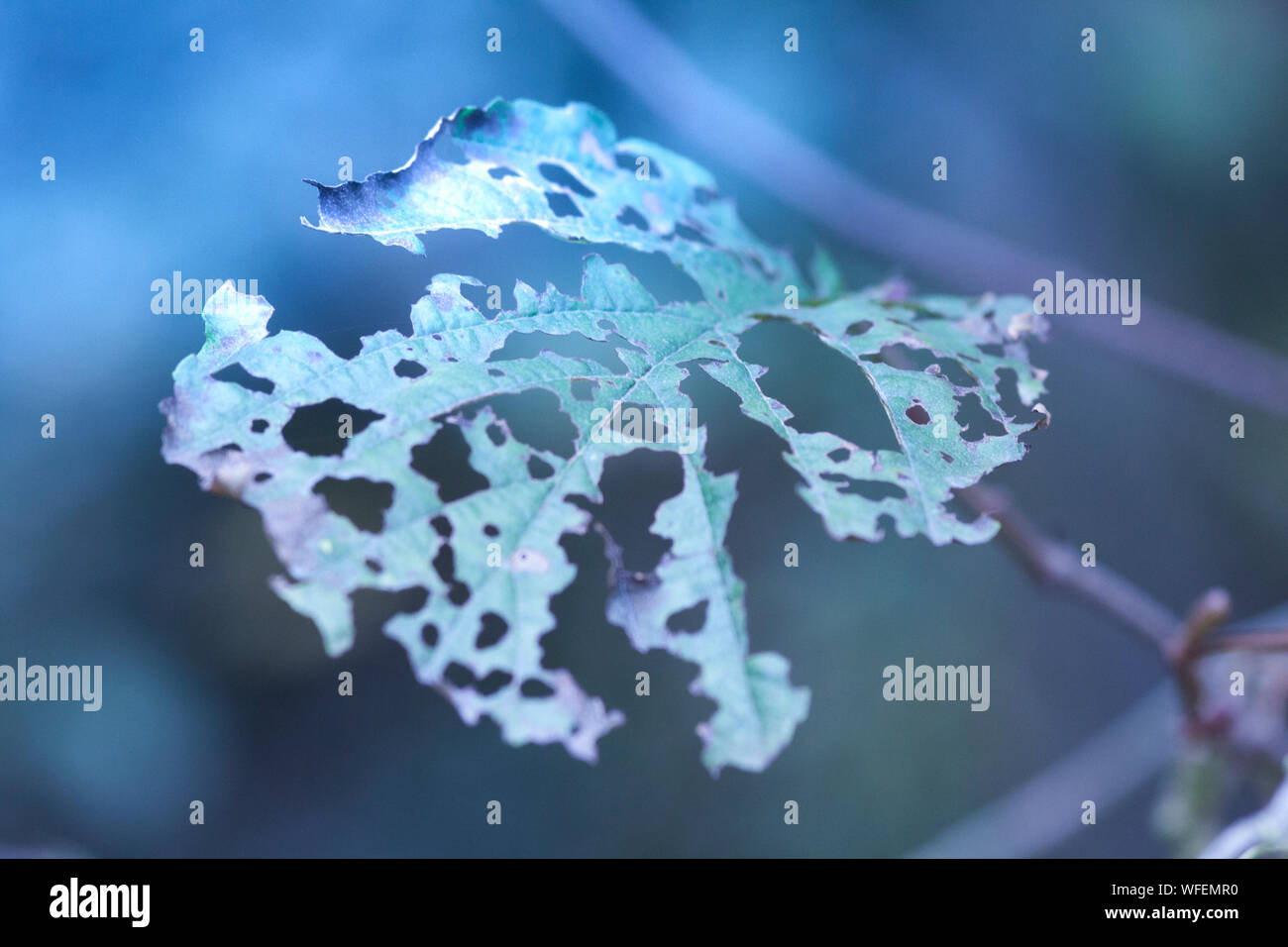 Close-up Of Snow On Leaf Stock Photo