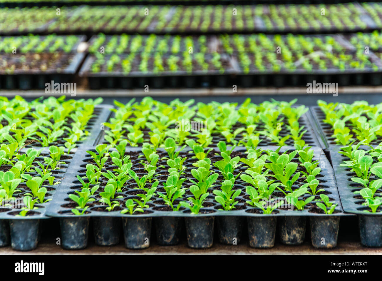 Seedlings in tray hires stock photography and images Alamy
